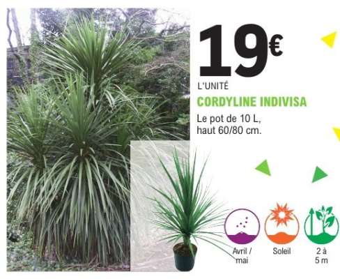 CORDYLINE INDIVISA