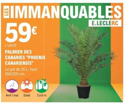 PALMIER DES CANARIES "PHOENIX CANARIENSIS"