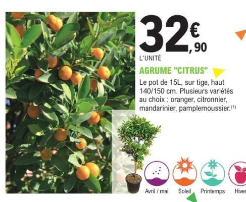 AGRUME "CITRUS"