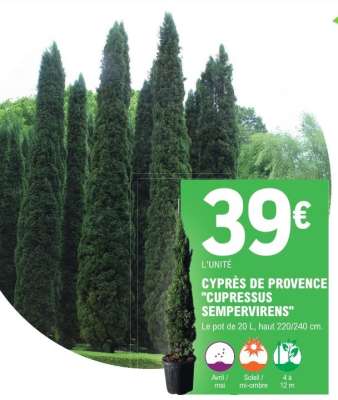 CYPRÈS DE PROVENCE "CUPRESSUS SEMPERVIRENS"