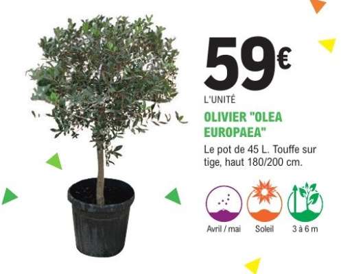 Olivier (Olea Europaea)