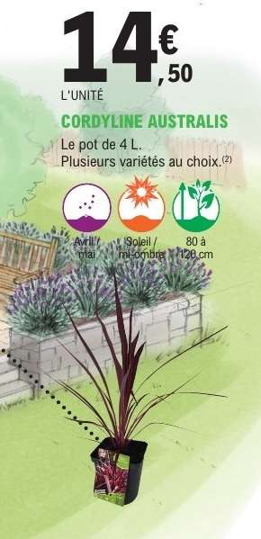 CORDYLINE AUSTRALIS