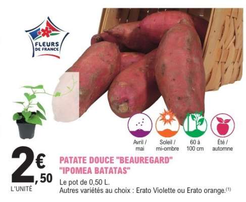 PATATE DOUCE "BEAUREGARD" "IPOMEA BATATAS"
