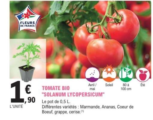 TOMATE BIO 'SOLANUM LYCOPERSICUM'