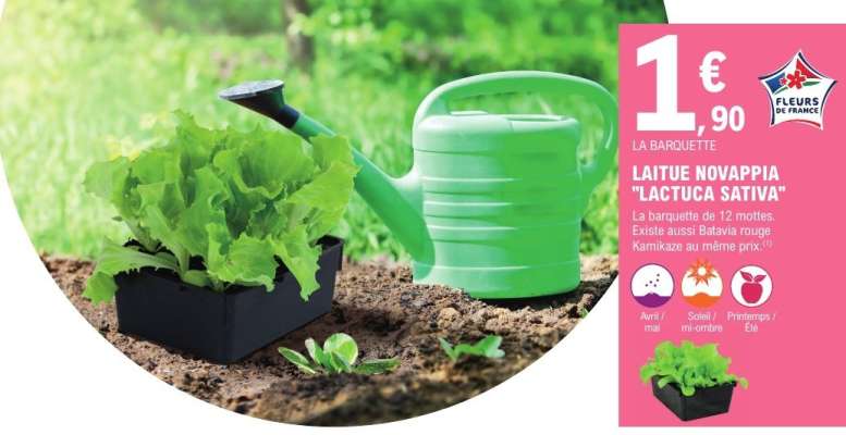 LAITUE NOVAPPIA 'LACTUCA SATIVA'