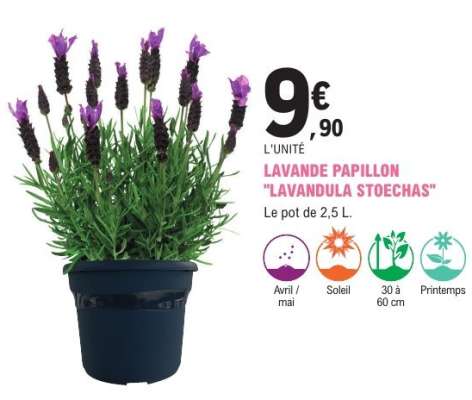 LAVANDE PAPILLON "LAVANDULA STOECHAS"