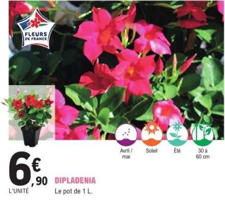 Dipladenia