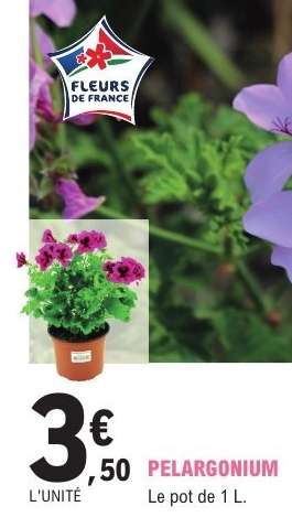 PÉLARGONIUM