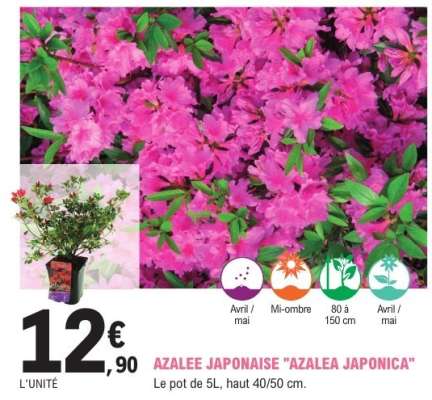 Azalée Japonaise 'Azalea Japonica'
