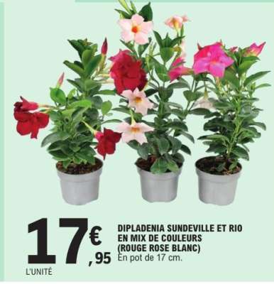 DIPLADENIA SUNDEVILLE ET RIO EN MIX DE COULEURS