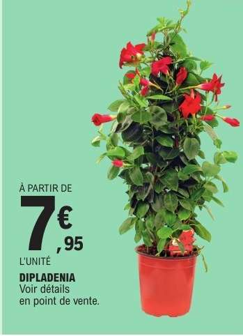 Dipladenia