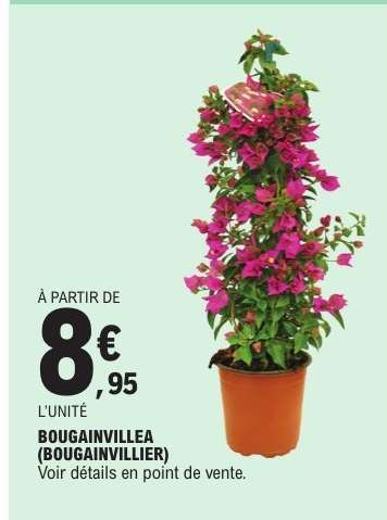 BOUGAINVILLEA (BOUGAINVILLIER)