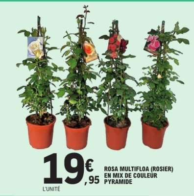 ROSA MULTIFLOA (ROSIER) EN MIX DE COULEUR PYRAMIDE