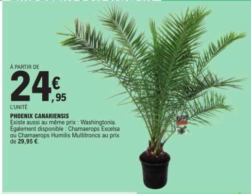 Phoenix Canariensis