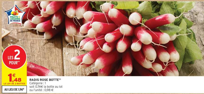 Radis rose botte