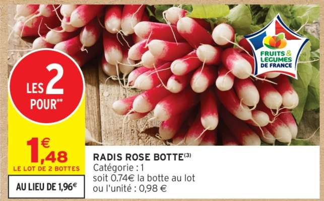 Radis rose botte