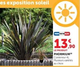PHORMIUM