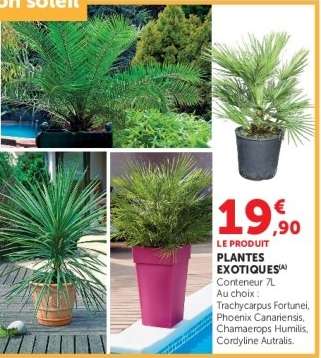 PLANTES EXOTIQUES