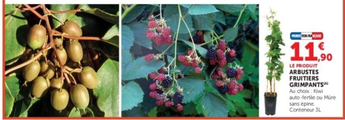 ARBUSTES FRUITIERS GRIMPANTS