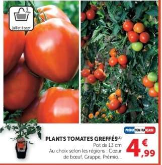 PLANTS TOMATES GREFFÉS