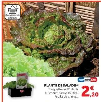 Plants de salade