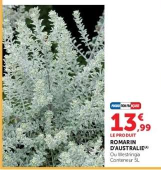Romarin d'Australie