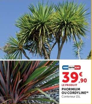 Phormium ou Cordyline