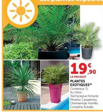 PLANTES EXOTIQUES