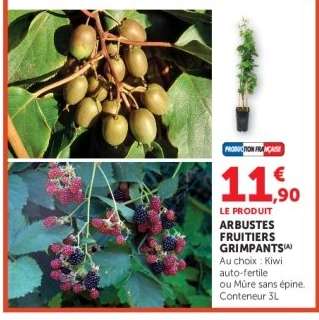 ARBUSTES FRUITIERS GRIMPANTS