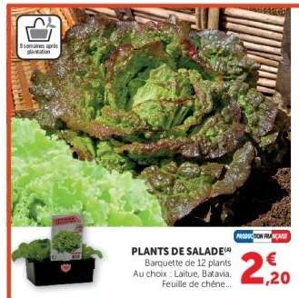 Plants de salade