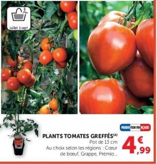PLANTS TOMATES GREFFÉS