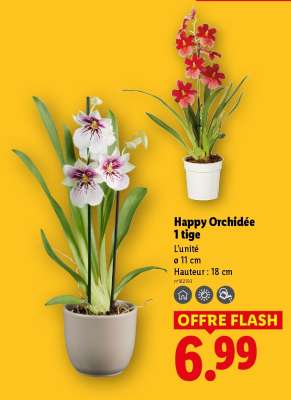 Happy Orchidée 1 tige