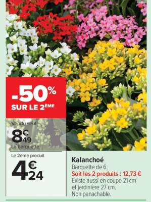 Kalanchoé