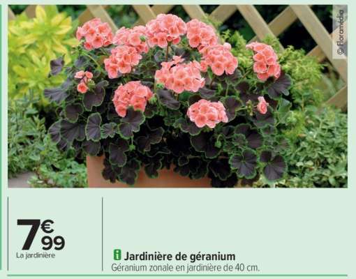 Jardinière de géranium