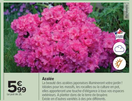 Azalée