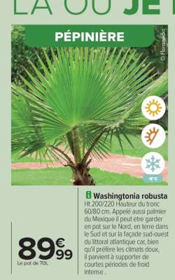 Washingtonia robusta