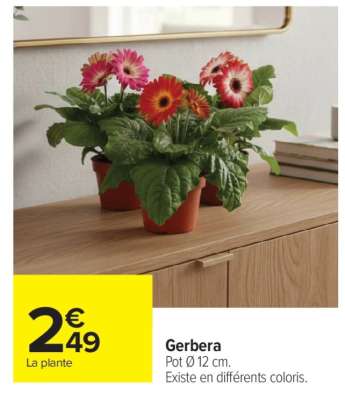 Gerbera