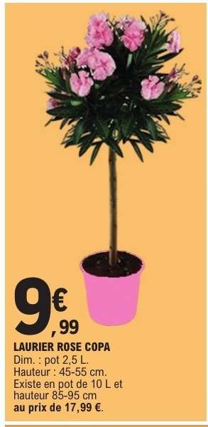 LAURIER ROSE 'COPA'