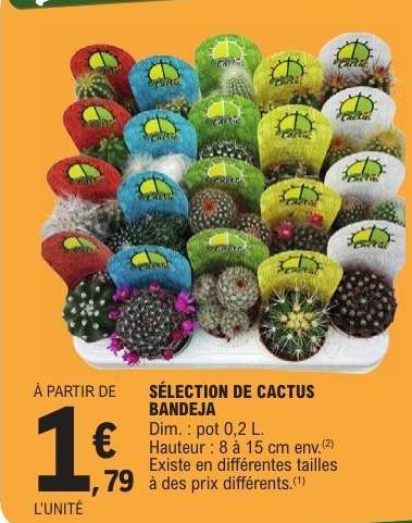 SÉLECTION DE CACTUS BANDEJA