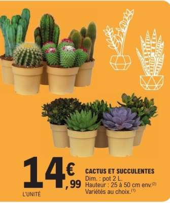 Cactus Et Succulentes