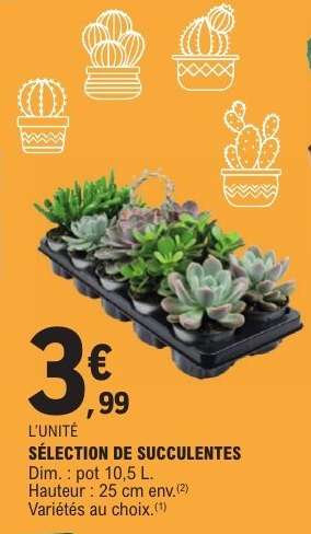 SÉLECTION DE SUCCULENTES