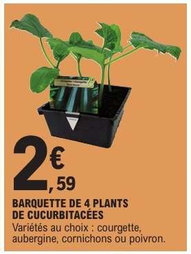BARQUETTE DE 4 PLANTS DE CUCURBITACÉES