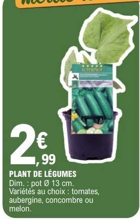 PLANT DE LÉGUMES