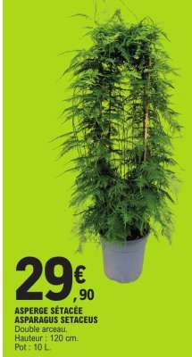 ASPERGE SÉTACÉE ASPARAGUS SETACEUS