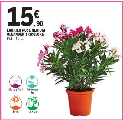 LAURIER ROSE NERIUM OLEANDER TRICOLORE