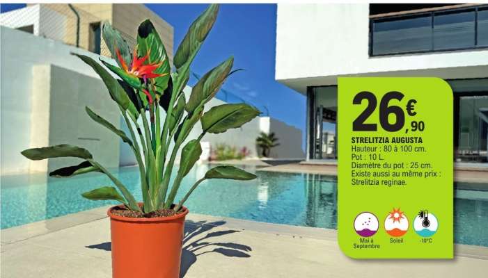 STRELITZIA AUGUSTA
