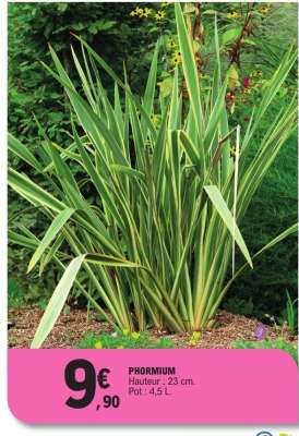 PHORMIUM