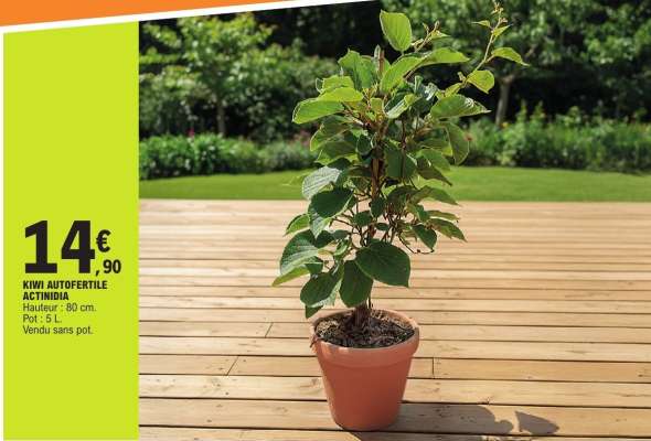 KIWI AUTOFERTILE ACTINIDIA