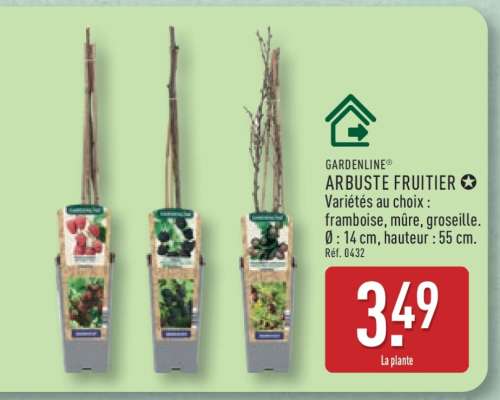 Arbuste fruitier
