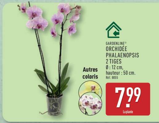 GARDENLINE ORCHIDÉE PHALAENOPSIS 2 TIGES